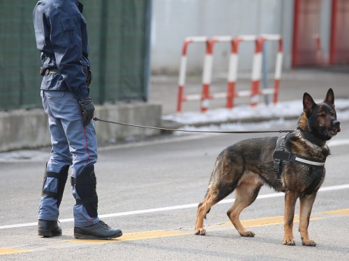 Agent de sécurité avec chien Melun