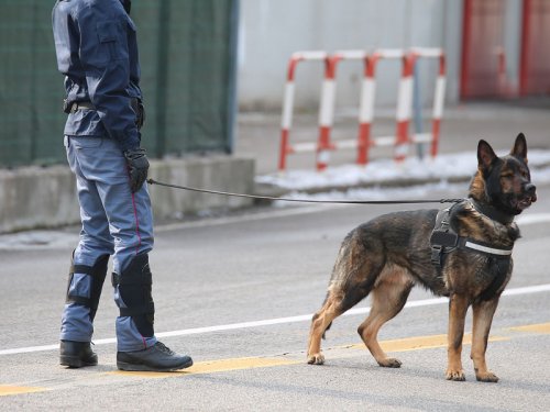 Maitre chien pour sécuriser un évènement Paris